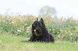 BOUVIER DES FLANDRES 392